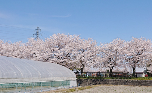 桜の咲く社内風景