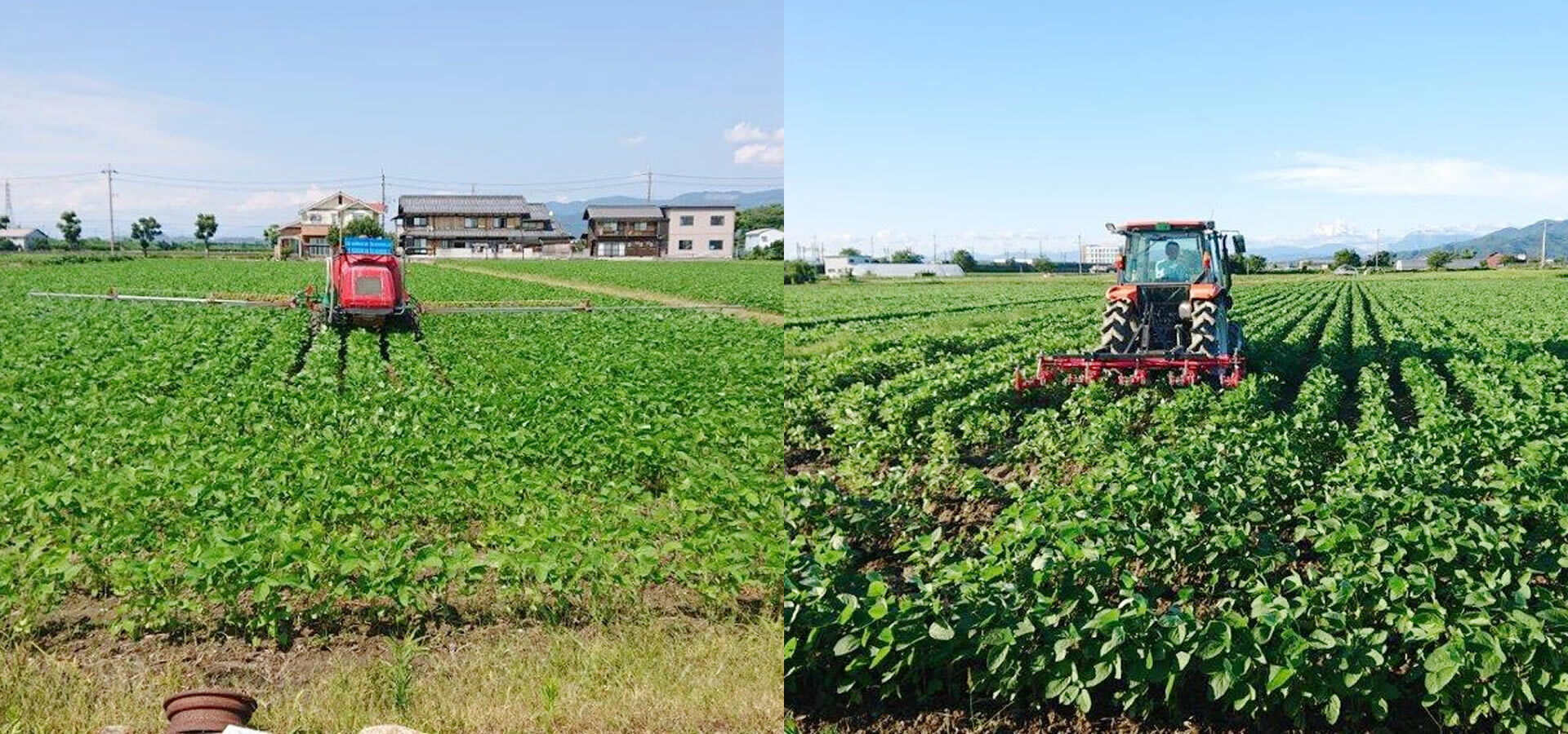 澤農園の畑での作業風景